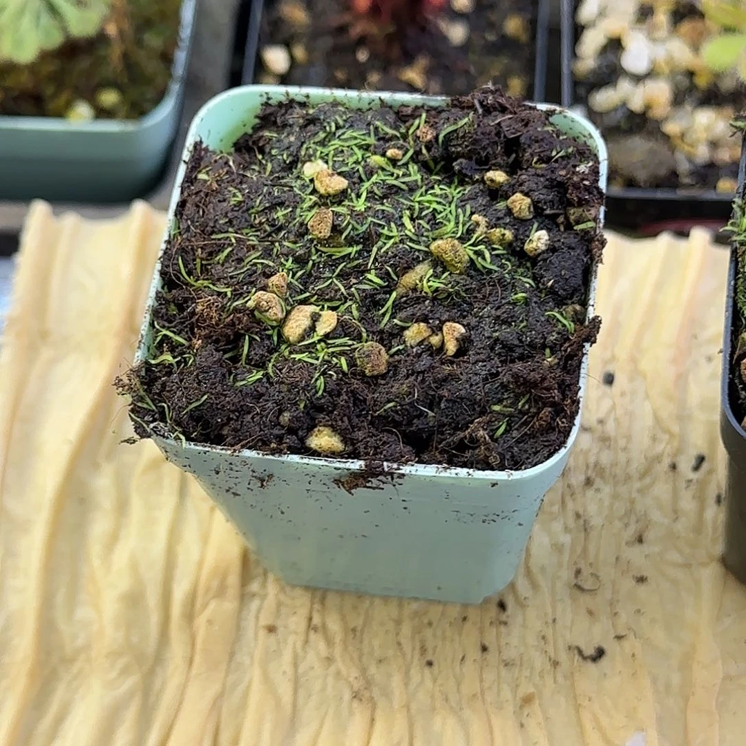 无花朵斜果狸藻啦啦啦