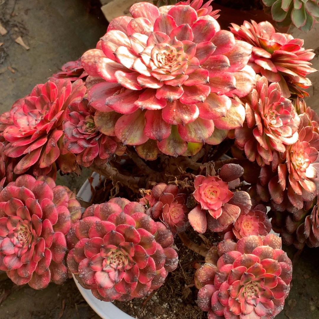 *****粉体美姬福利，多肉