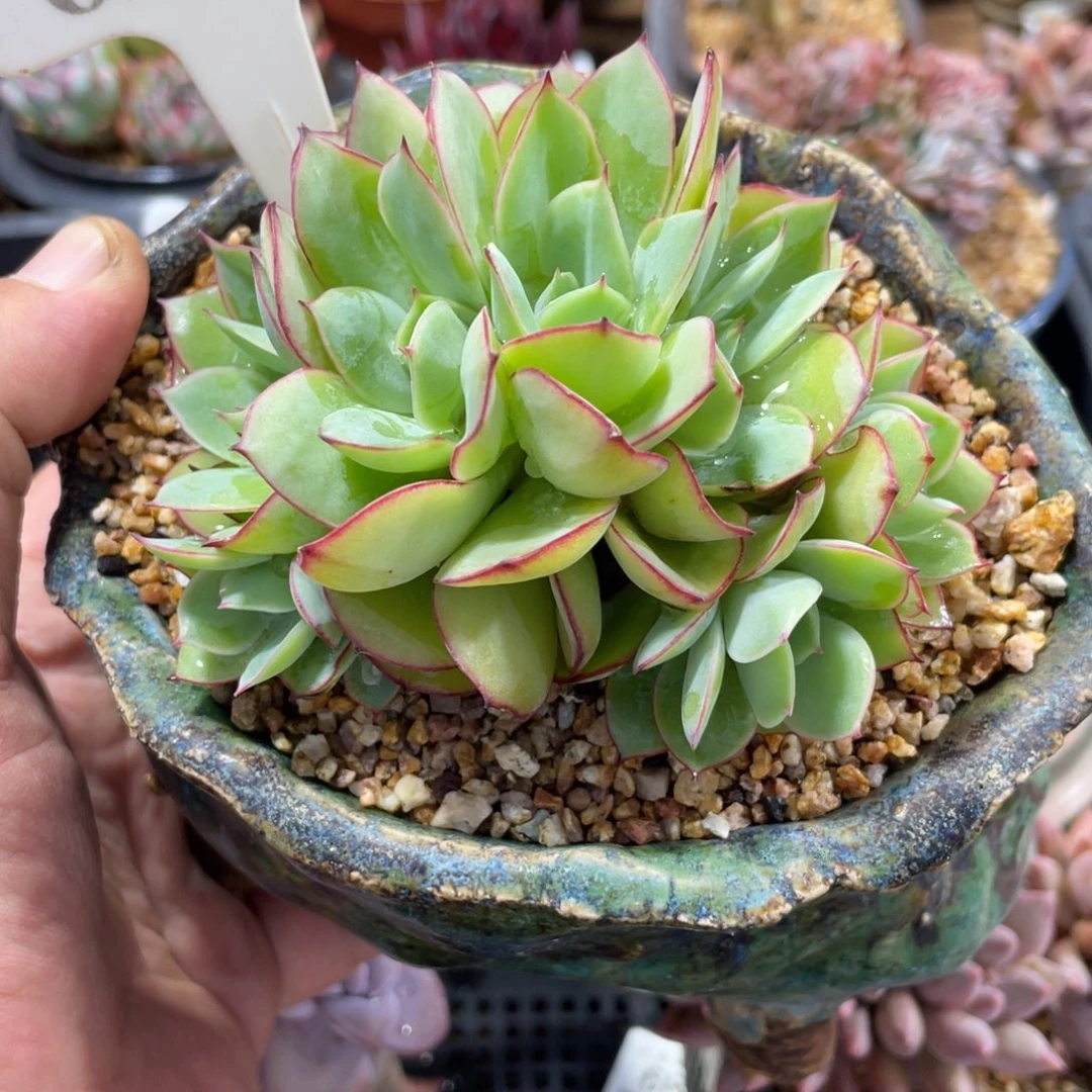 0686牡丹亭不带盆10厘米