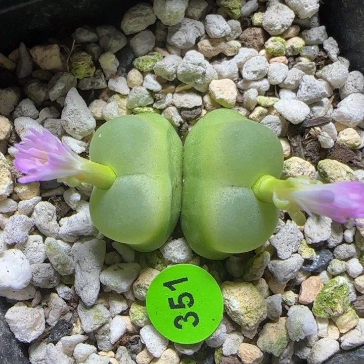 双头拉登1.9-2.1多肉植物351