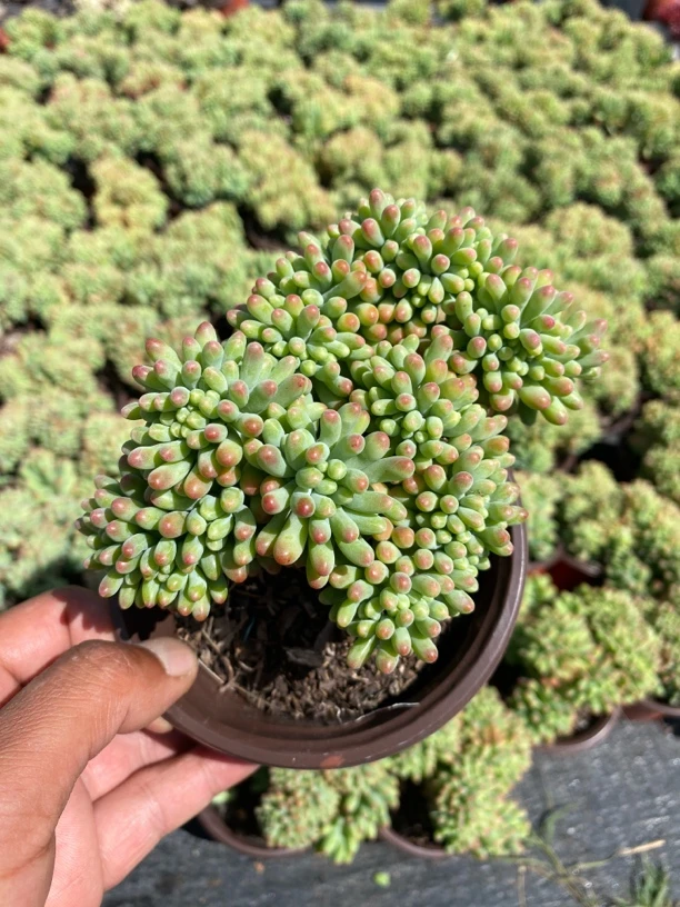 果冻乙女心小缀化 满9.9包邮