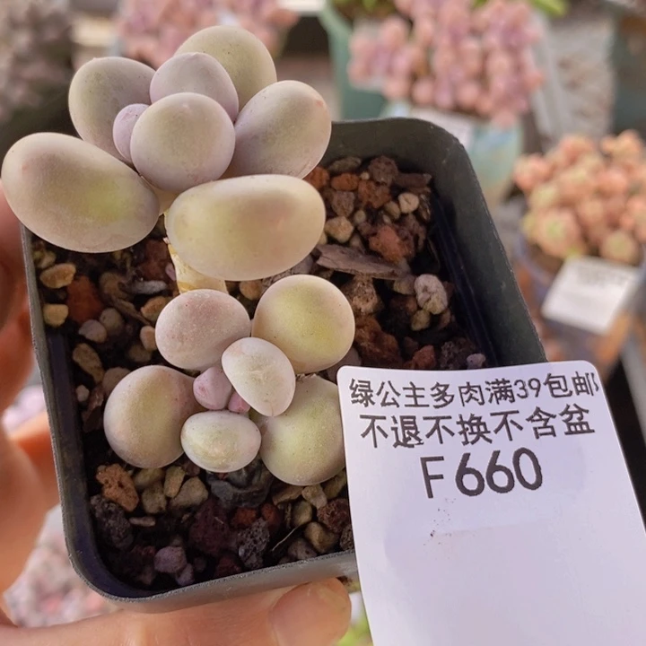 蛋黄奶660多肉植物