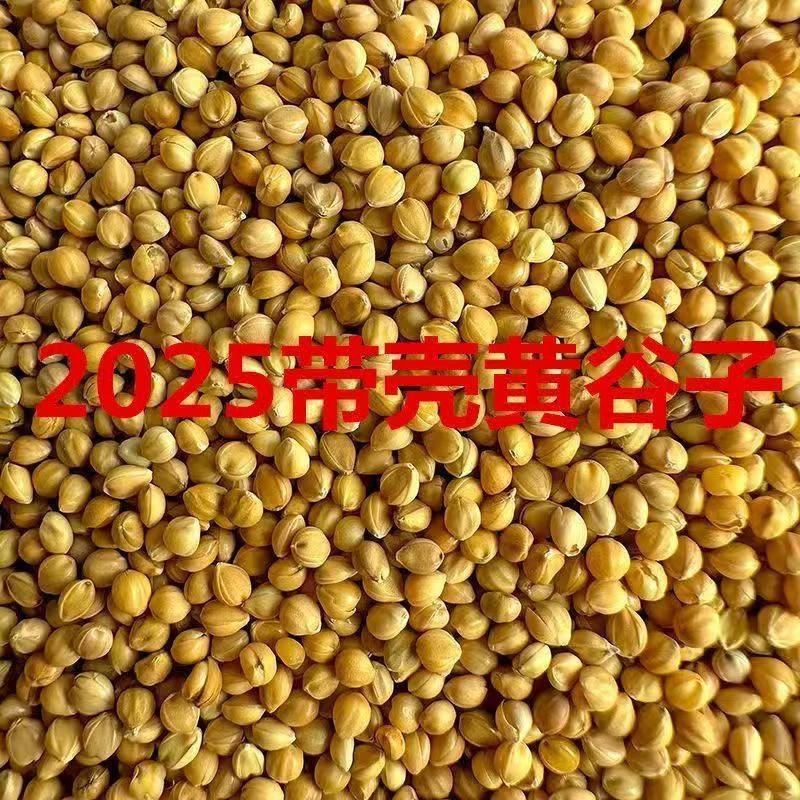 黄谷子新黄谷谷子专用带壳小米鸟食谷物鸟中小型鹦鹉玄凤鸟粮5斤