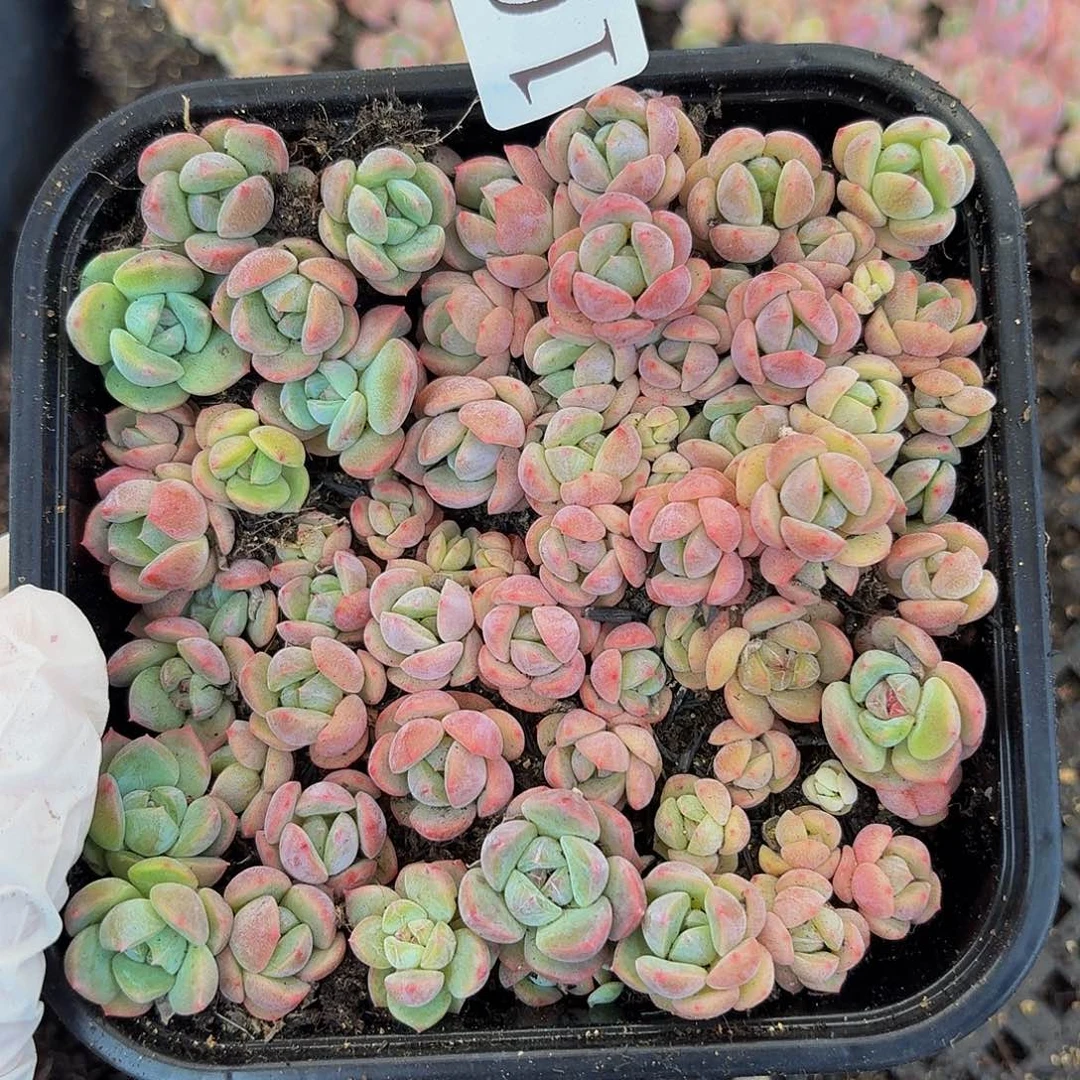多肉植物多肉植物1004