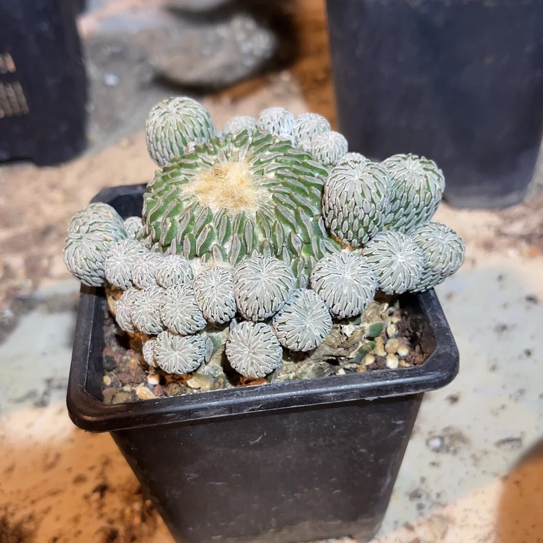 精巧丸自根一物一拍