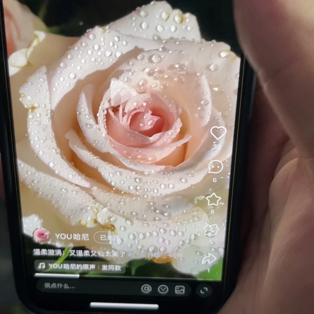 无花朵——-温柔漩涡 大苗