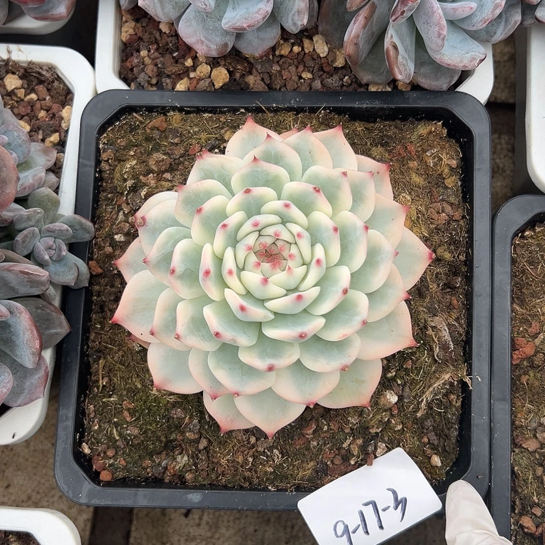 9-17-3吉娃娃锦多肉植物