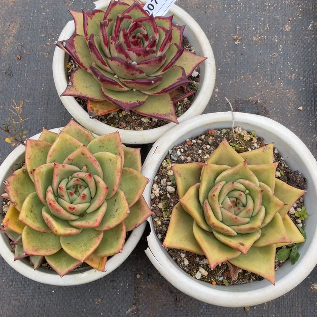 无花朵若如东云组拍D074