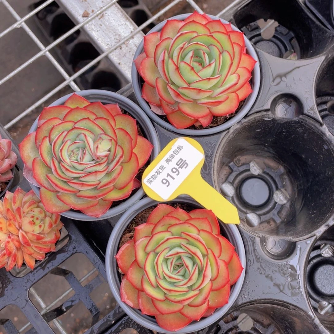 919号全状态牡丹亭大单头一个