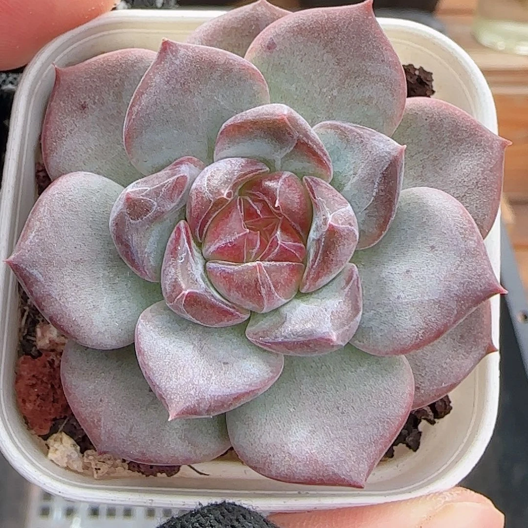 多肉0927--207琥珀天使珍妮