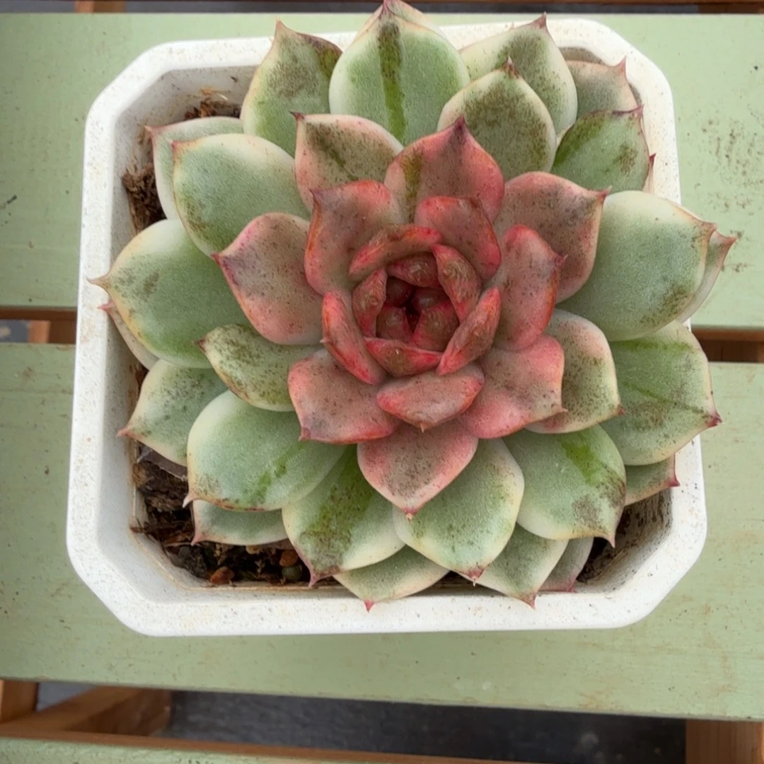 绿水晶玫瑰锦锦上园艺一物一拍