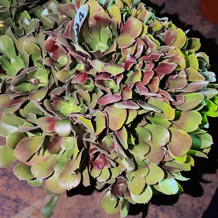 094邵修七彩多肉植物处理不售后