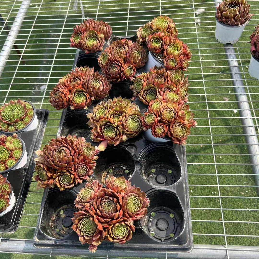 9厘米盆 多头 嘉里娃达 带盆栽好发货