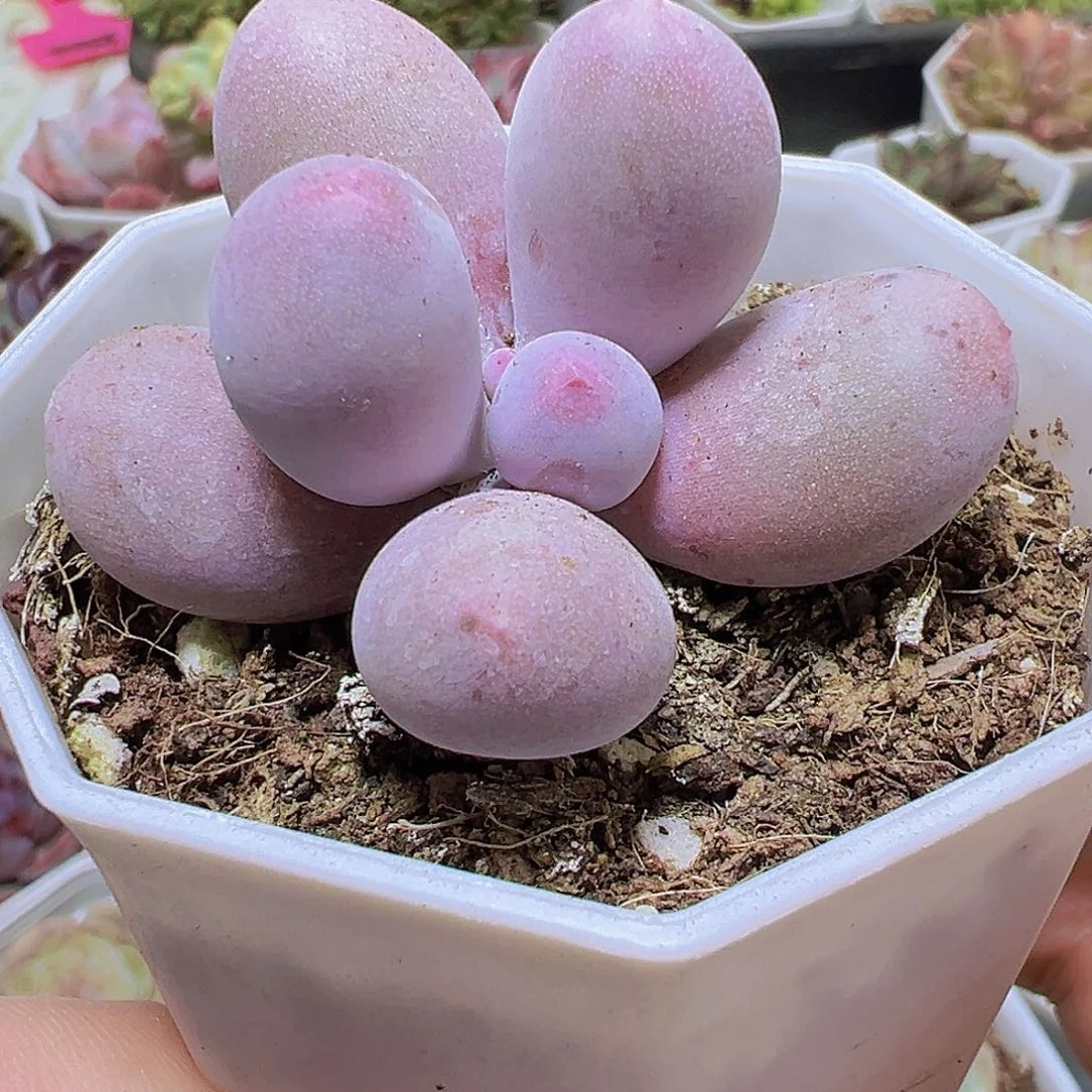 米可奶19包邮多肉植物