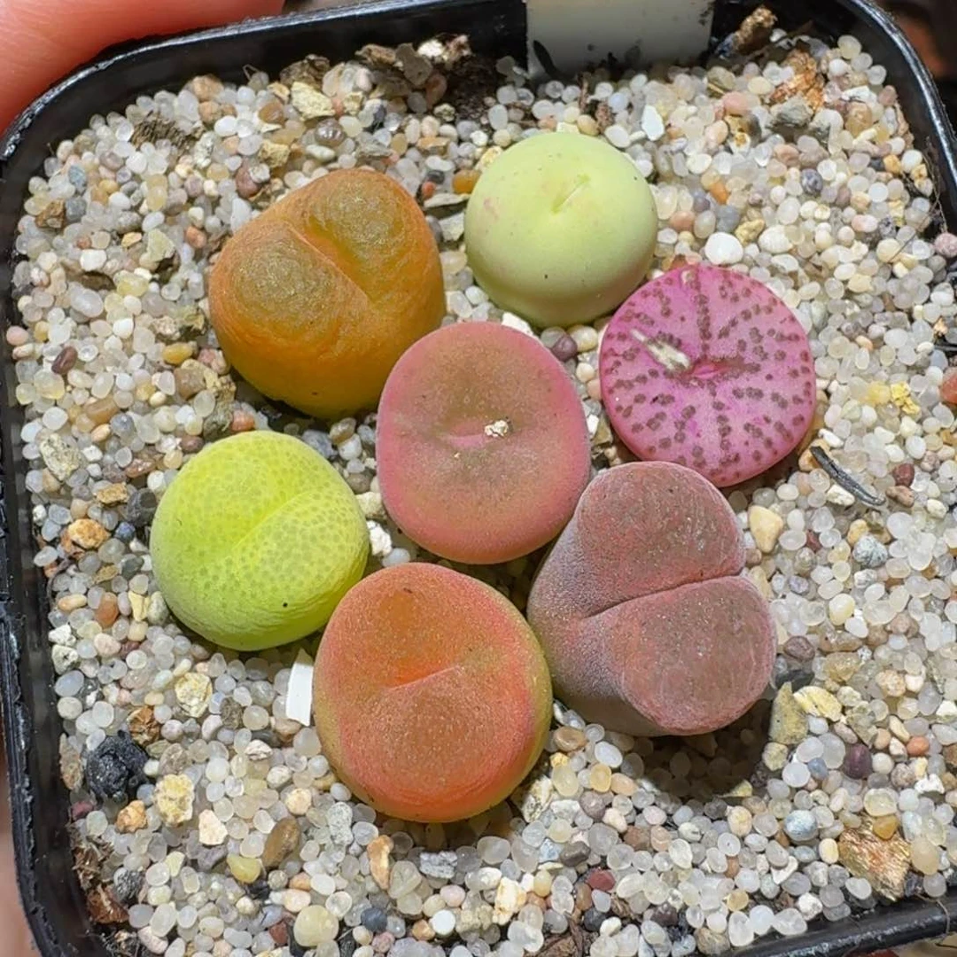 绝绝子生石花3122