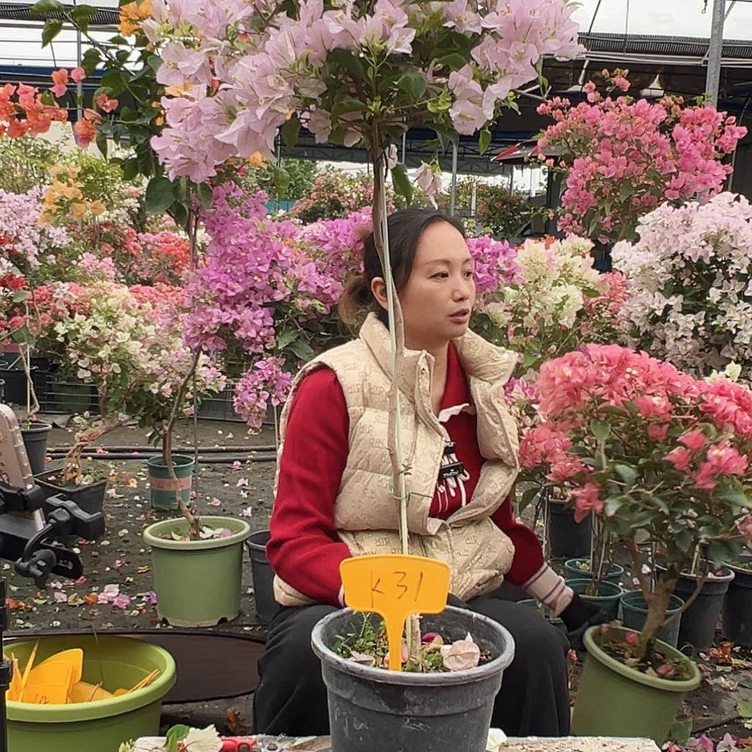 温***暖大部分花苞少量开放K31金边丽娜