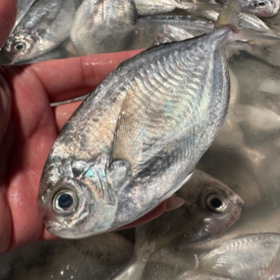【湛江直发】野生海捕南鲳 2-3条 4-5条 6-7条/斤 4斤装  顺丰包邮