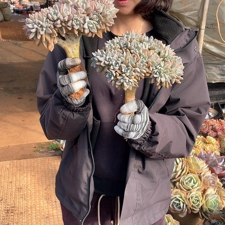 棒棒糖型淡雪缀19.8米 量拍多肉