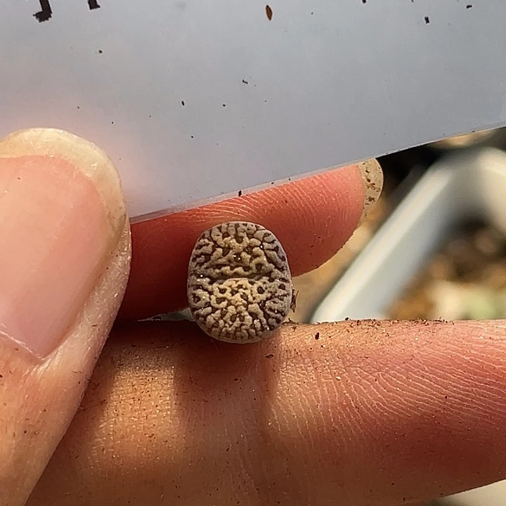 15-139鸟多肉植物