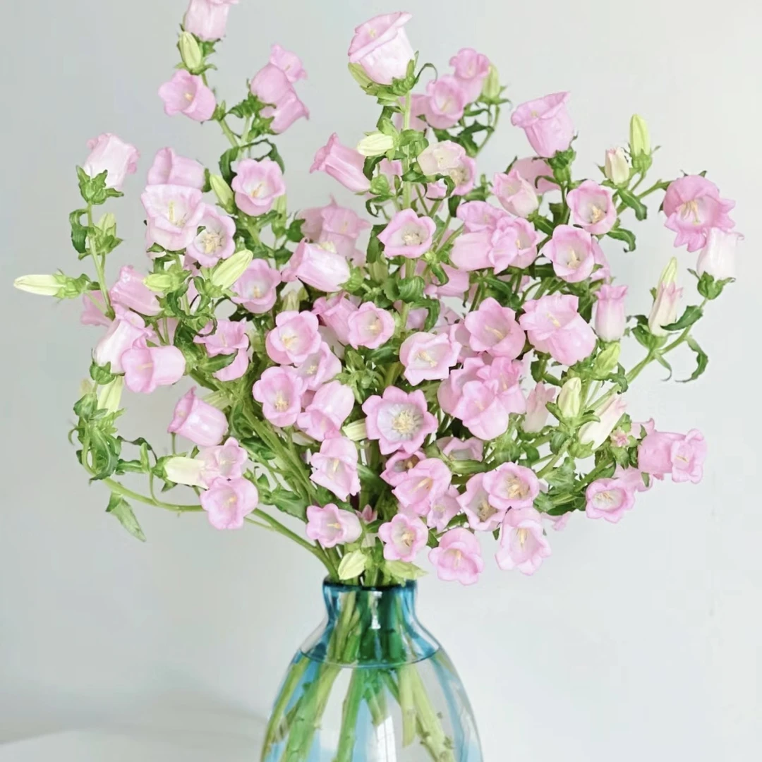 风铃花【1单包邮】风铃花超美