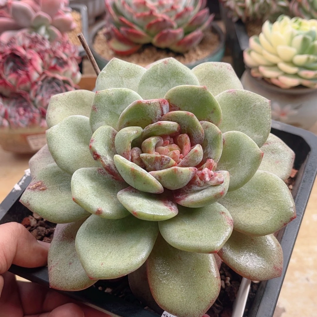 717德国香槟石化德华多肉