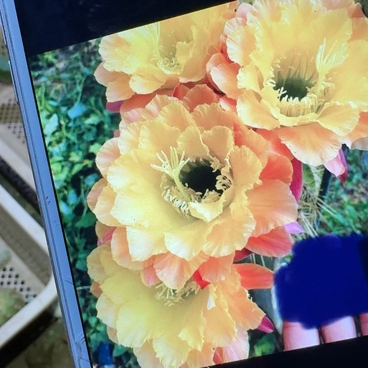 584 侧芽5公分左右毛花柱
