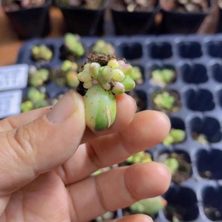 千代田锦多肉植物518