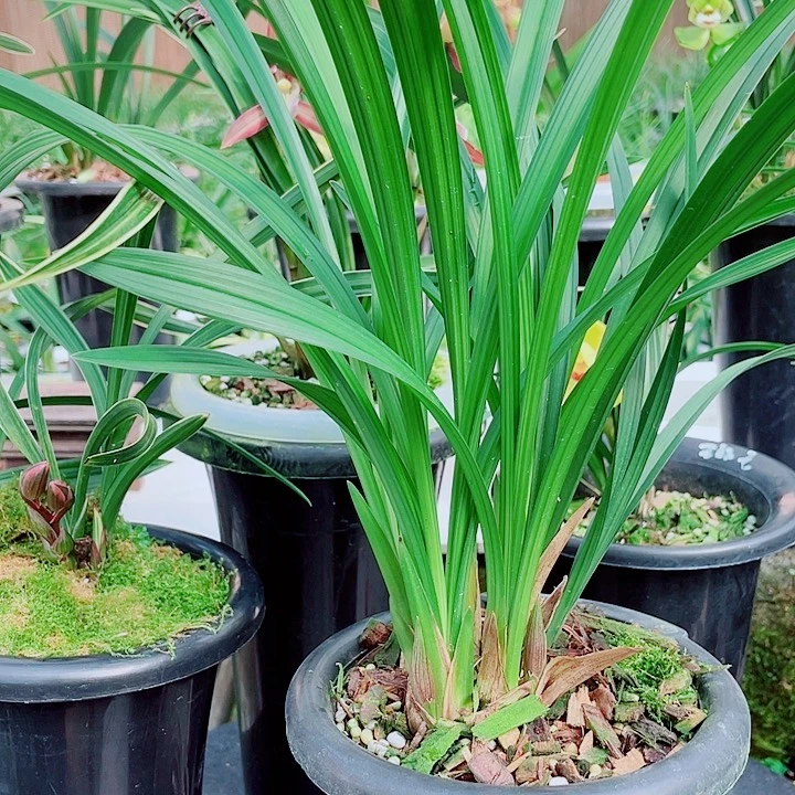 梁***烤完全开放一物一漂亮