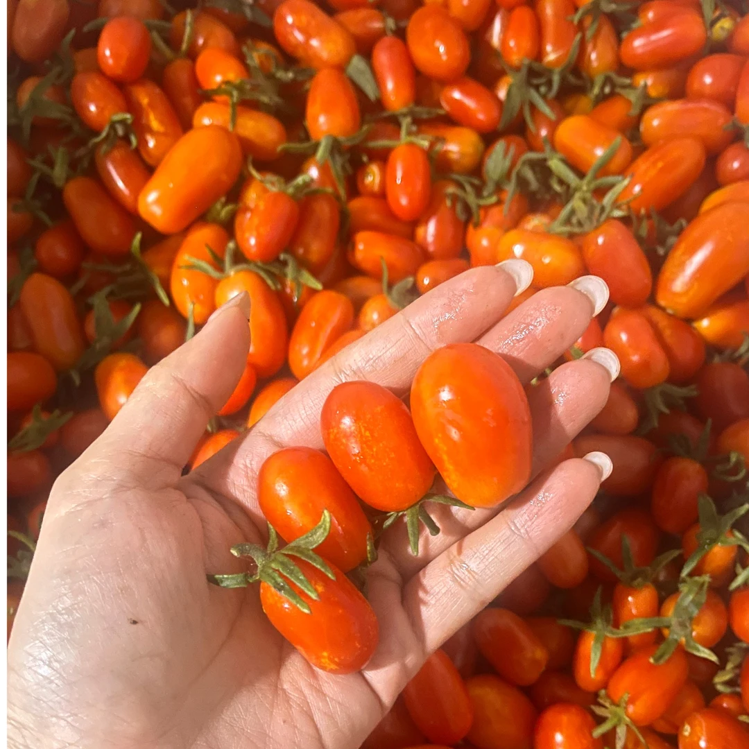 优鲜坐标有机玉女小番茄 圣女果 高原露天种植 现摘现采 口感甜美