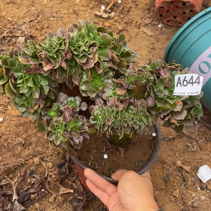 玫瑰缀多肉植物644.