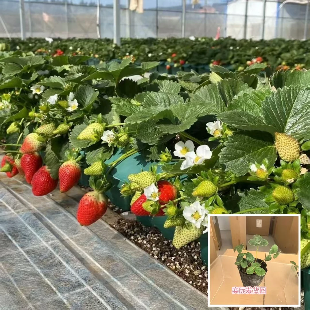 四季结果草莓苗奶油草莓种苗精品穴盘盆栽地栽红颜丹东四季结果