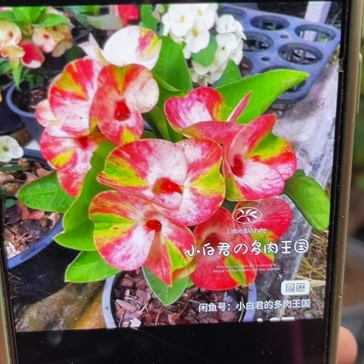 尹***某虎刺梅带根-七彩钻石128随机