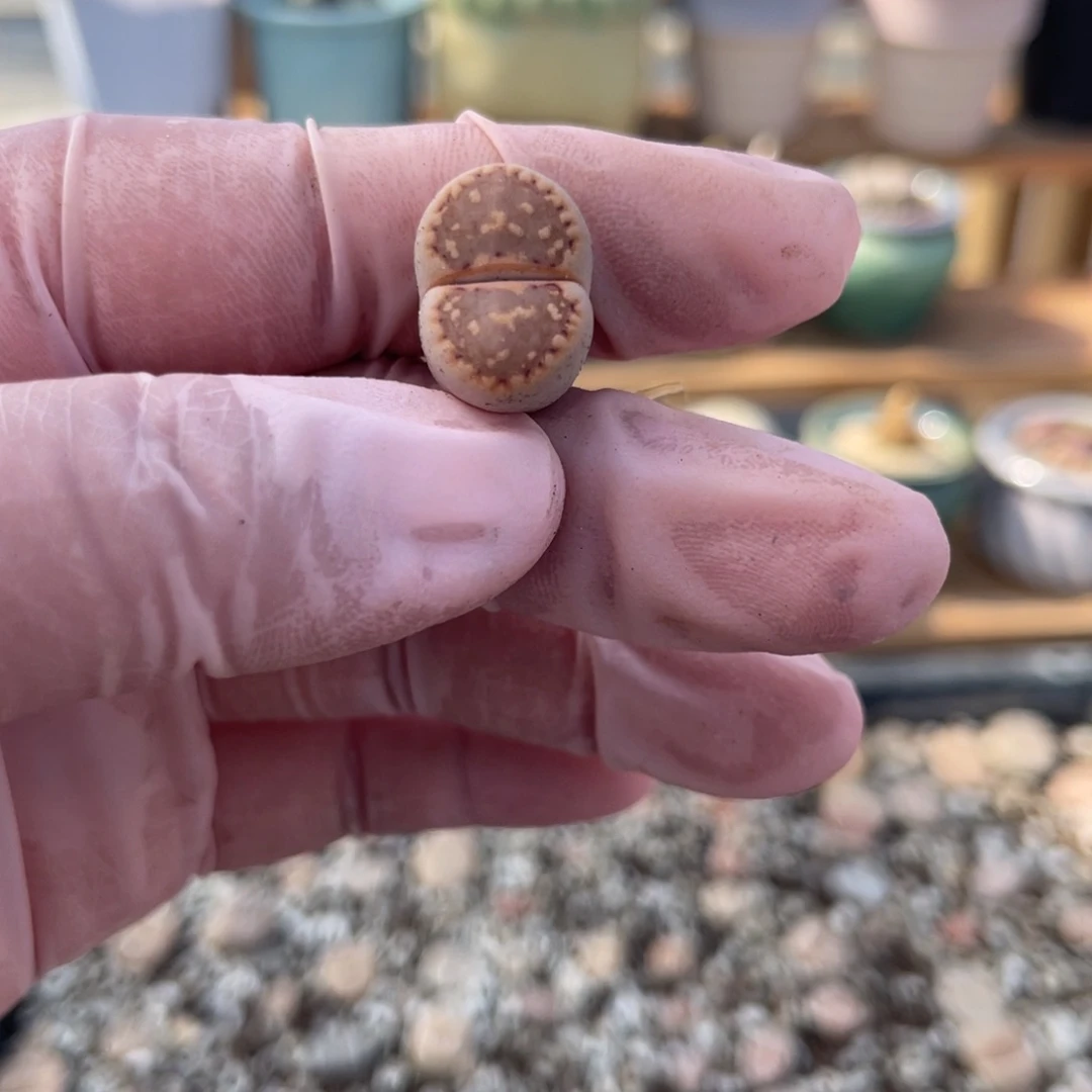 多肉植物一物一拍67