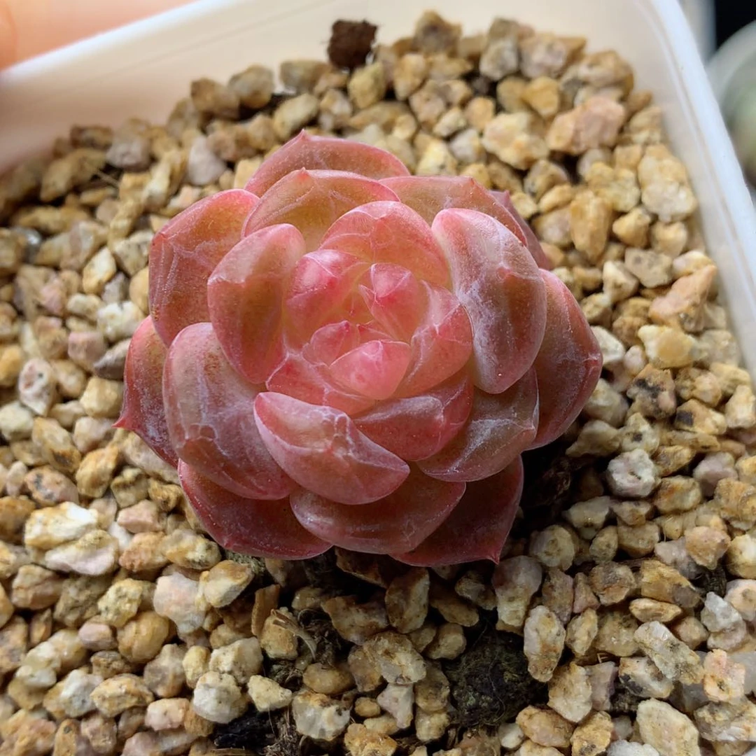 58包邮  群生不包整8