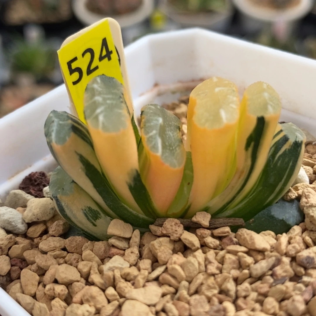 524隼×玄武玉扇锦一物一拍