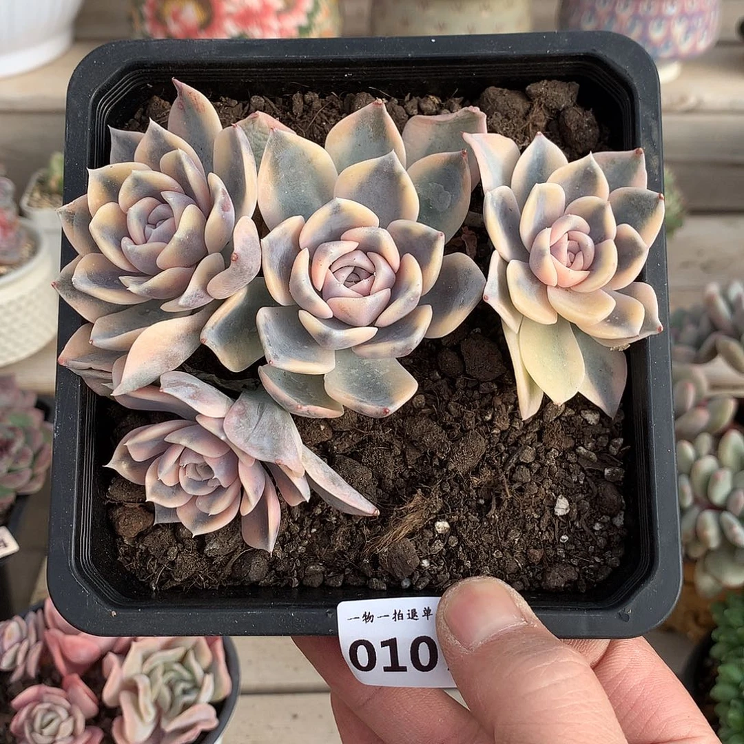 107汉堡锦多肉一颗14厘米