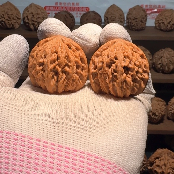 贝***多秦岭野生流星雨狮子头