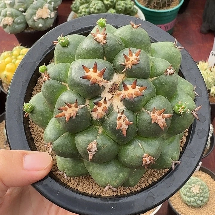 短豪刺象牙仙人球1234