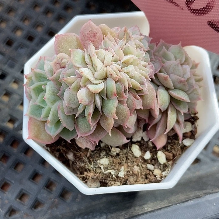 D***H多肉植物缀化7202多肉