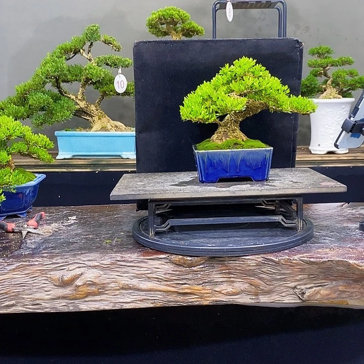 无花朵黄杨盆景四季常青