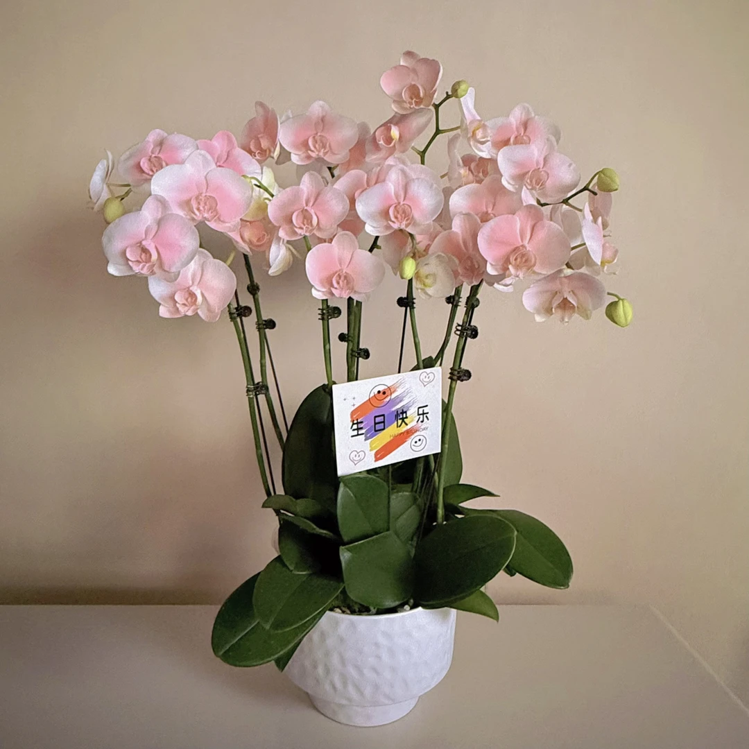 鼎胜【水蜜桃】蝴蝶兰盆栽花卉观花植物室内四季开花陶瓷盆染色工艺