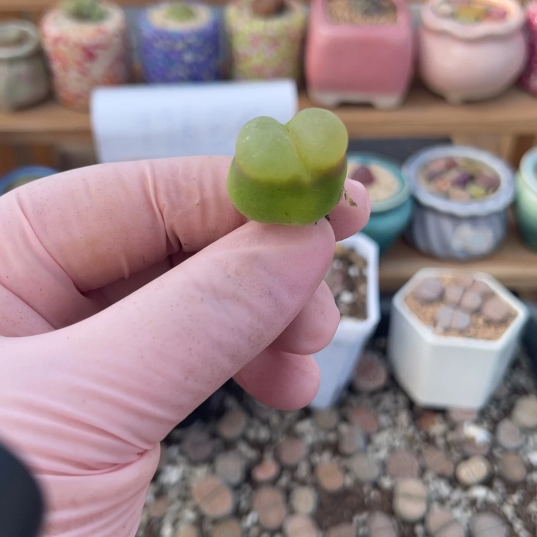 多肉植物一物一拍1