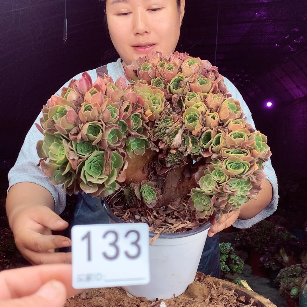 柒柒精品多肉脱土发货不包断侧枝133