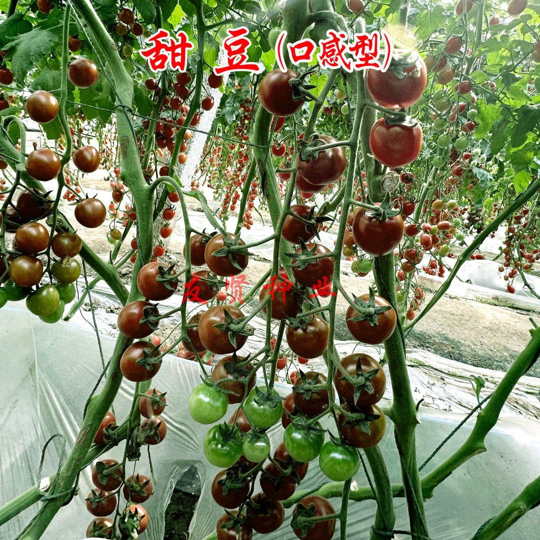甜豆高糖小番茄种子西红柿种子口感好产量高