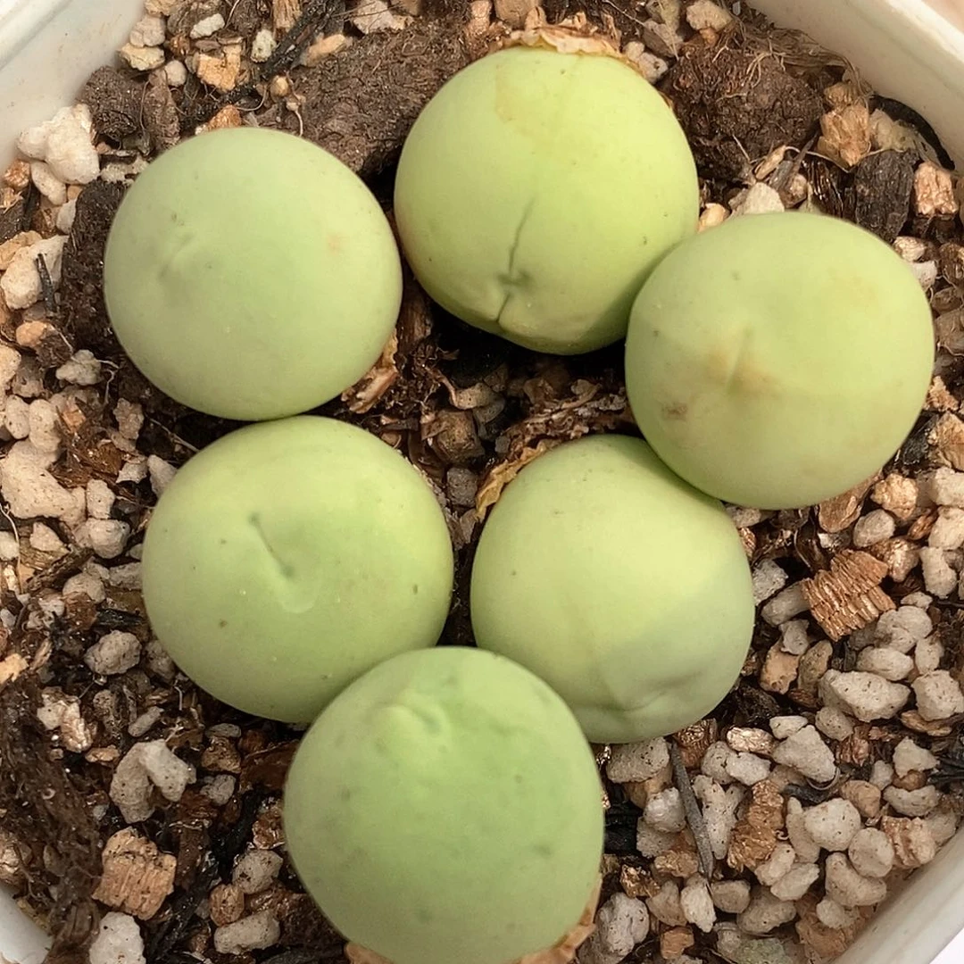 966鸽子蛋一颗一颗