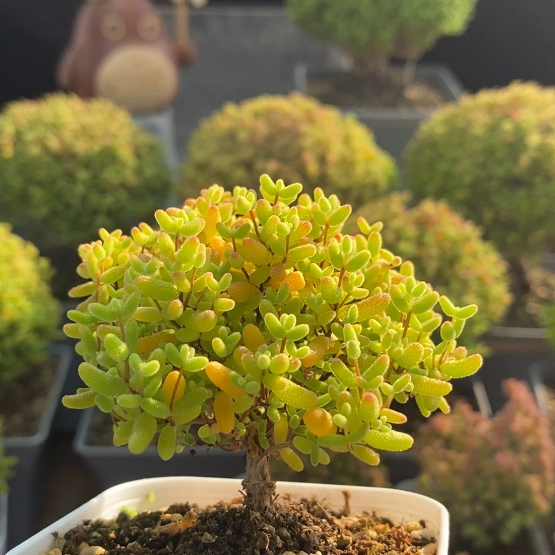 蜜橘糖球0480枝干番杏