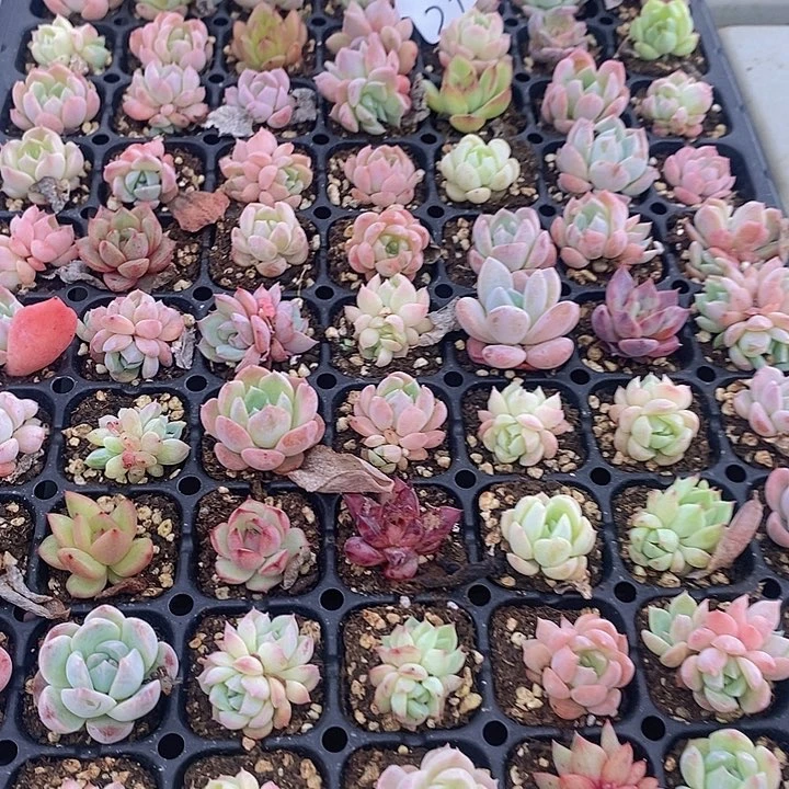 21 多肉植物盆栽花卉植物