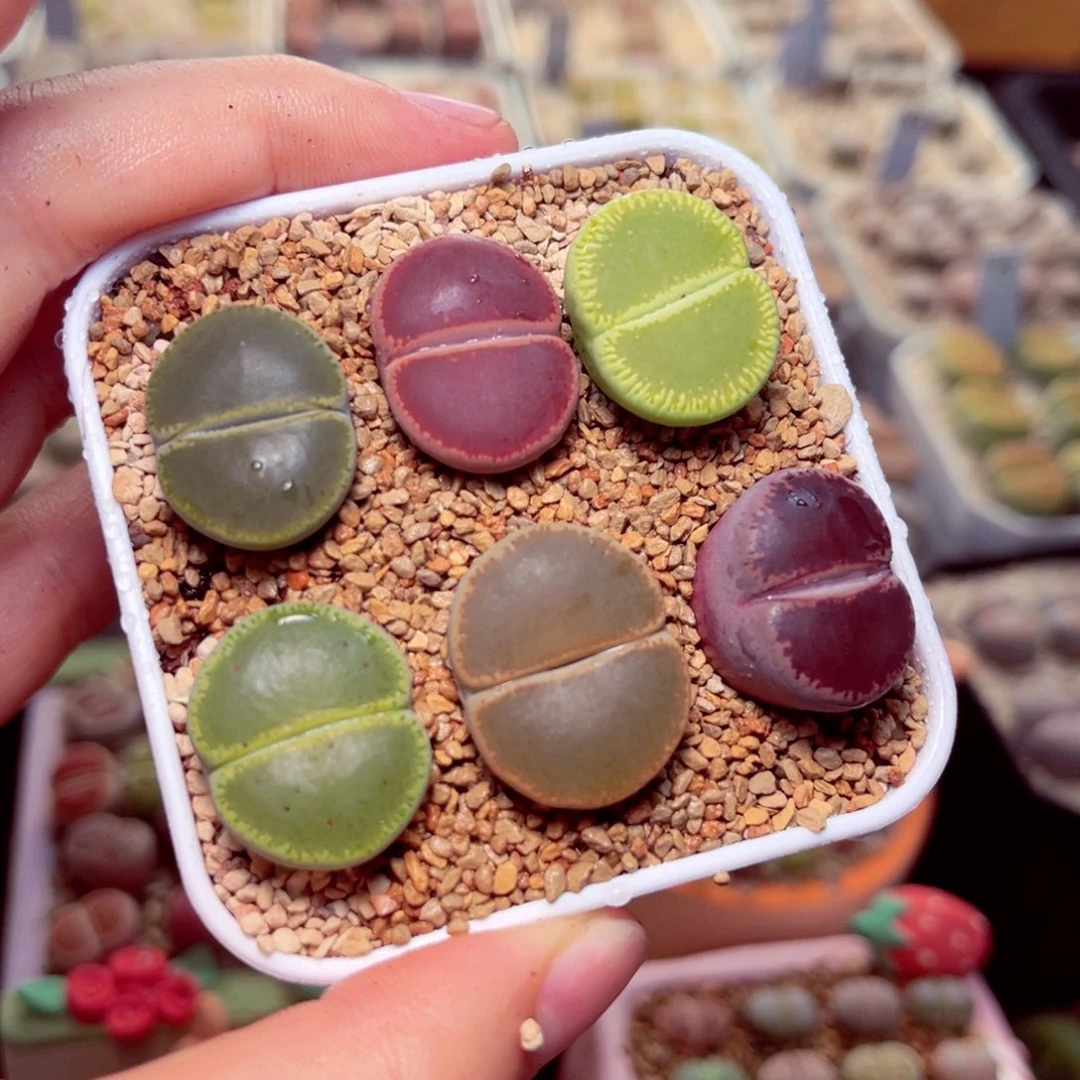 580号带盆盆包邮发货