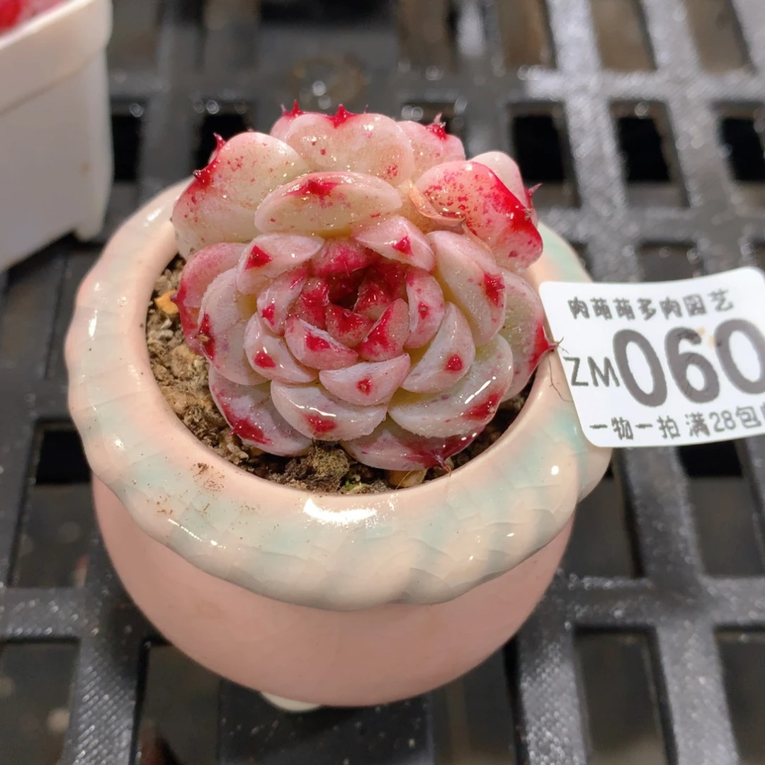 肉萌萌拇指盆精控多肉ZM060