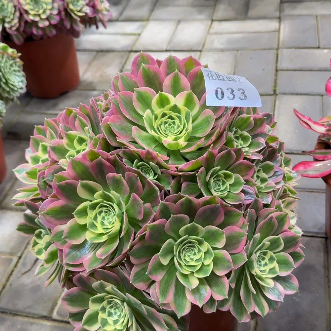 岁***?多肉植物033白凤